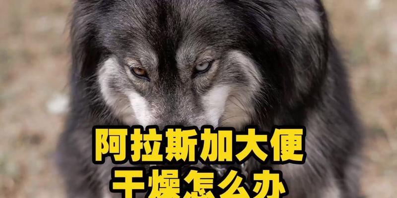 狗狗频繁排便的健康隐患（了解狗狗排便频繁可能暗示的健康问题及应对方法）