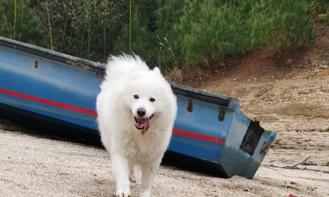 萨摩耶犬的成长尺寸之谜（探寻萨摩耶犬的身体极限与成长潜力）
