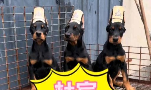 不建议饲养杜宾犬的原因及（了解杜宾犬的特性与养护需求，为何不适合饲养）