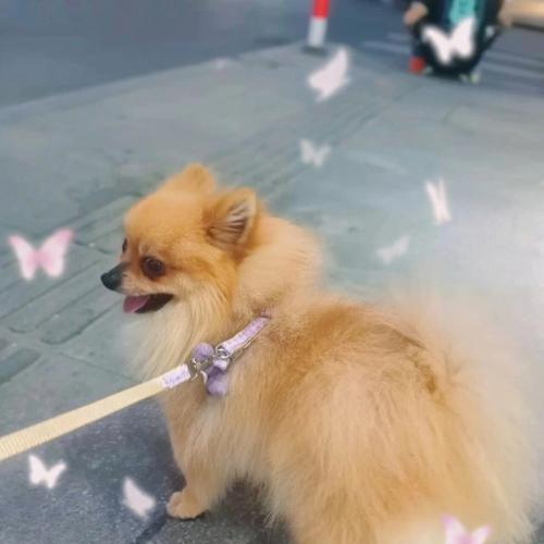 小博美犬的日常食量究竟需要多少？（探讨小博美犬的适当饮食量及喂养建议）