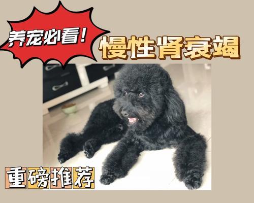 狗狗肾衰竭的原因及预防方法（鸡蛋黄不要乱喂，保护宠物肾脏健康）