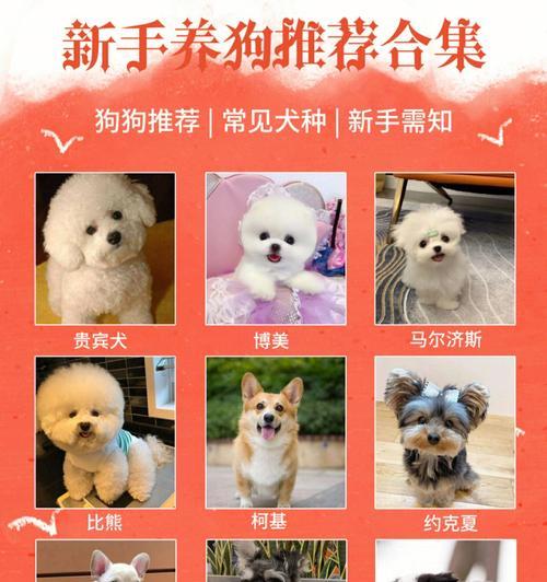 如何科学喂养泰迪幼犬（根据体质判断，合理安排每顿饭量）