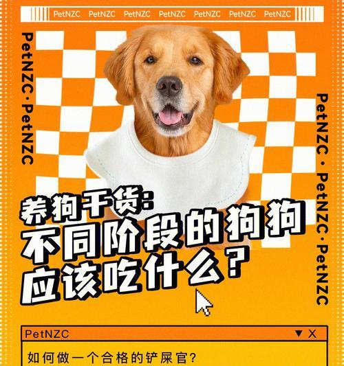 如何正确喂养幼犬？（羊奶粉冲泡方法及关键要点）