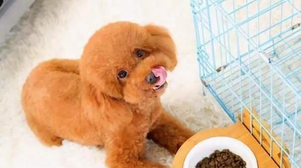 喂食泰迪的注意事项（养育泰迪需要注意的方面及喂食方法）