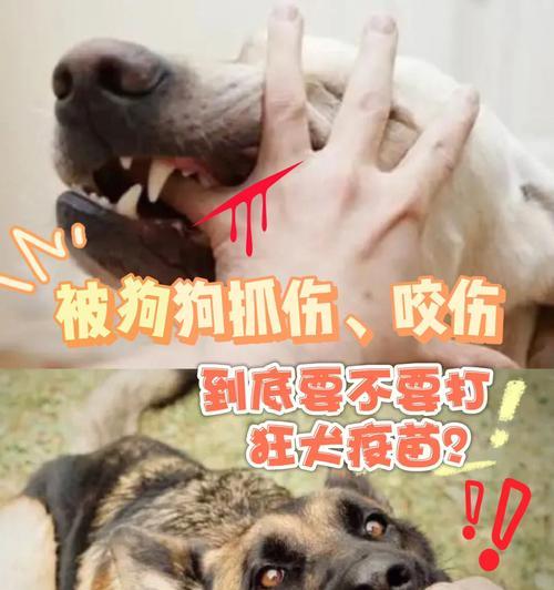 狗狗疫苗的重要性及八联与六联疫苗的选择（为何狗狗每年都需要接种疫苗？八联与六联疫苗的利弊分析）