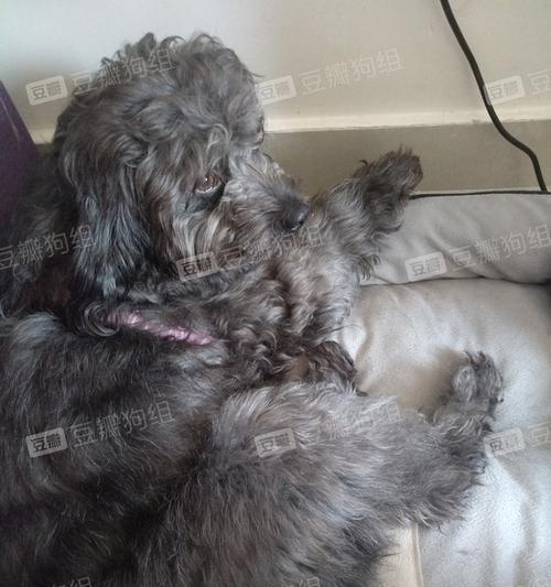 泰迪犬体重体型对照表（了解泰迪的标准体重及其重要性）