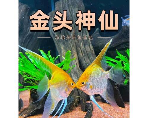 简单易养的燕鱼品种有哪些？（了解这些燕鱼品种，让养鱼变得轻松愉快）