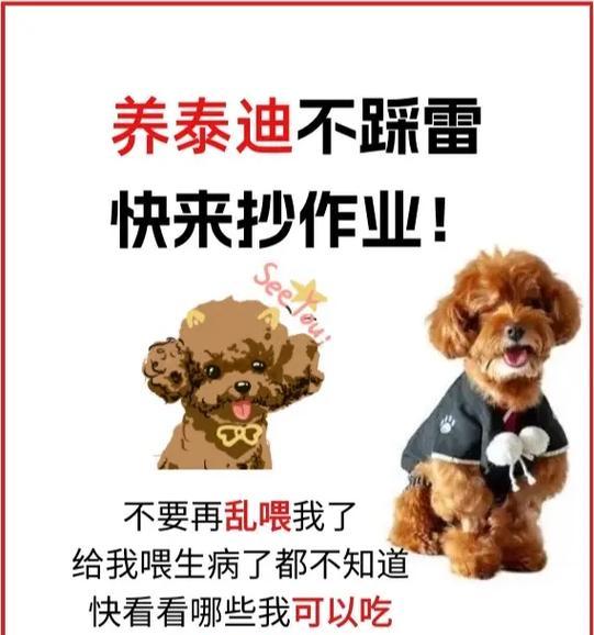 泰迪饲养指南（为你的泰迪提供正确的饮食，让它健康成长）