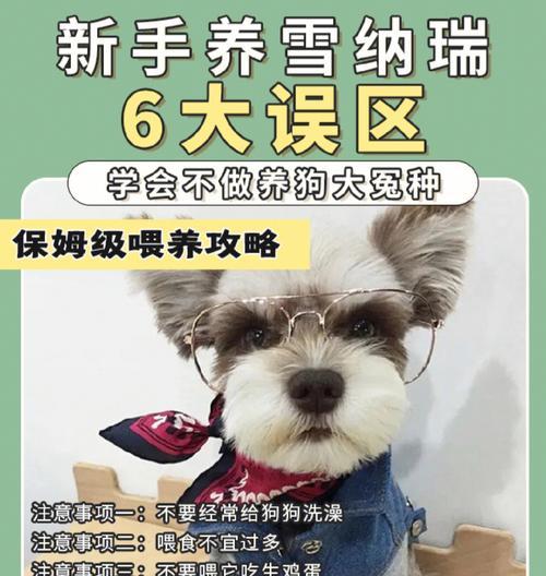 养一只雪纳瑞的每月开销有多少？（了解雪纳瑞养育的经济成本及预算计划）