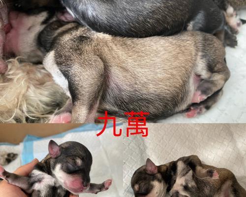 无法抗拒雪纳瑞的七个理由（从可爱外表到聪明才智，这七个理由让你无法抵挡）