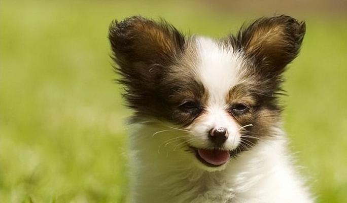 蝴蝶犬（为何养蝴蝶犬的人数较少，主人的依赖性太强是原因之一）