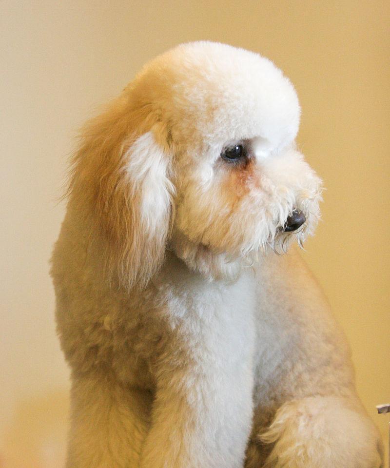 贵宾犬寿命延长的方法（提高贵宾犬寿命的关键在于饮食与健康）