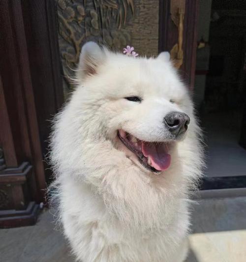 为什么很多萨摩耶犬“活不到”15岁？（常见错误饲养方法及如何延长萨摩耶犬寿命）