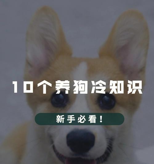 狗狗的“50个冷知识”揭秘（了解你不知道的狗狗奇闻趣事，爱它更深一层！）