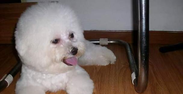 泰迪犬的冬日保暖之道（冷天来临，泰迪犬如何应对寒冷？）