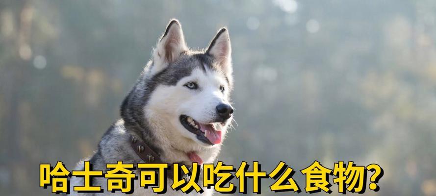 哈士奇狗狗的日常狗粮摄入量如何确定？（根据哈士奇的需要量来合理配置每月的狗粮）