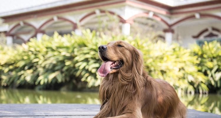 如何保持金毛犬的标准体重？（控制饮食和适度运动，让金毛犬保持健康体态）