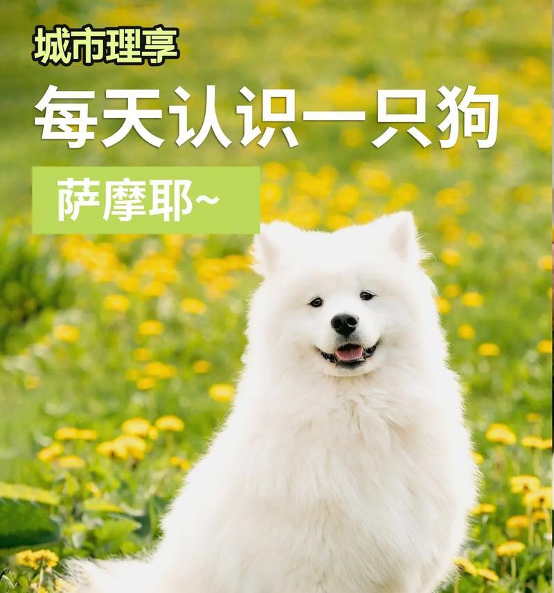 萨摩耶犬繁育全攻略（从选种到繁殖，掌握关键知识，让你的萨摩耶犬健康成长）