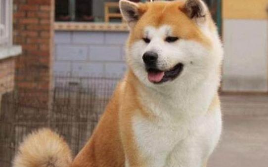 饲养秋田犬需要注意的事项（养狗必备物品及）