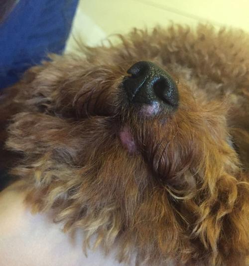 泰迪犬掉毛状况及其原因解析（探究泰迪犬掉毛是否与皮肤病相关）