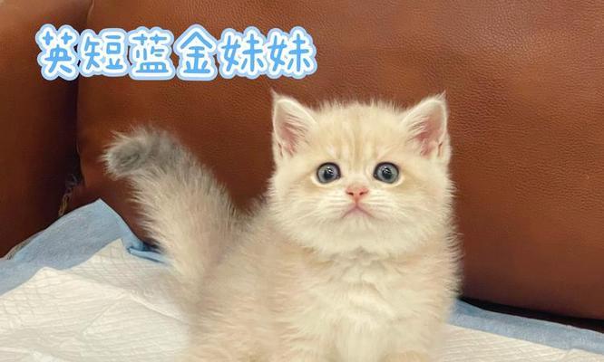 英国短毛猫（了解英短的品种特点，养成宠物英短的必备知识）
