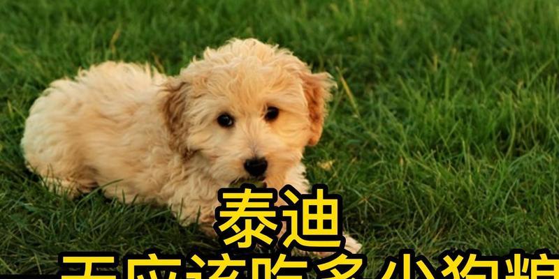 泰迪狗粮摄入量控制（如何合理控制泰迪狗粮摄入量，预防肠胃问题？）