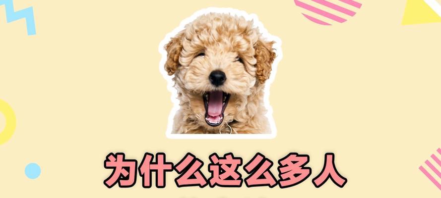 泰迪成年后的标准体重及如何应对泰迪肥胖问题（探讨泰迪成年标准体重，提供泰迪肥胖问题解决方法）