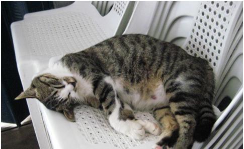 猫咪的舒适温度（给你的猫咪提供理想的舒适空间，让它在家中感到宾至如归）