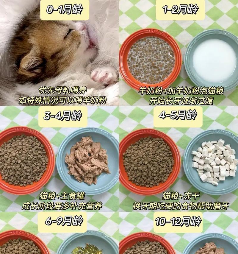 科学喂养猫咪，掌握合理饮食量（了解猫咪每日饮食需求，健康养成必备）
