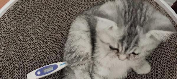 猫咪体温与发烧——了解猫的正常体温范围（掌握猫咪体温，守护它们的健康）