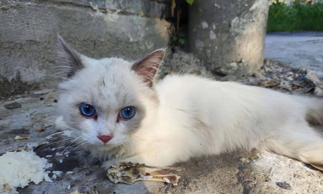 猫的耐热能力（了解猫咪在高温环境下的适应能力和保护措施）