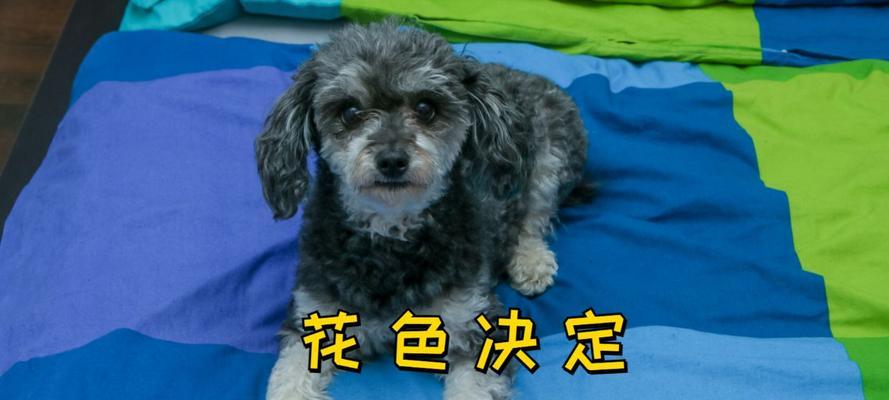 养贵宾犬的注意事项——让你的贵宾宠物健康快乐（了解贵宾犬的花色，选择最适合你的宝贝）