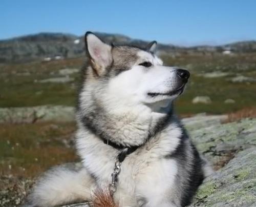 豪华犬种大揭秘！你能养得起吗？（探索世界名贵犬种，品味高贵生活！）