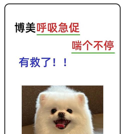 为什么狗狗会不停喘气？（探究狗狗呼吸异常的原因及解决方法）
