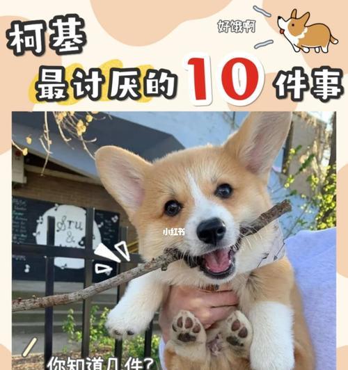 狗狗临产前的反应及注意事项（了解狗狗临产前的不同阶段反应，为它们提供适当的关怀和照顾）