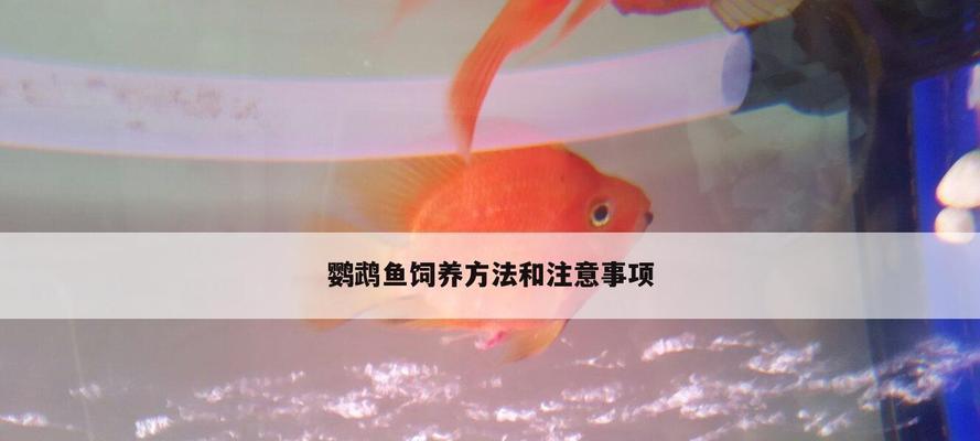 鹦鹉鱼的最佳水温与养殖技巧（科学调控水温，打造理想鹦鹉鱼养殖环境）