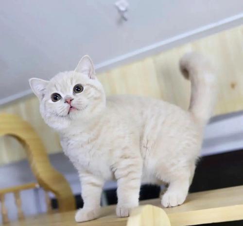 探索英短猫的七种常见颜色（英短猫的多彩外貌与个性魅力）