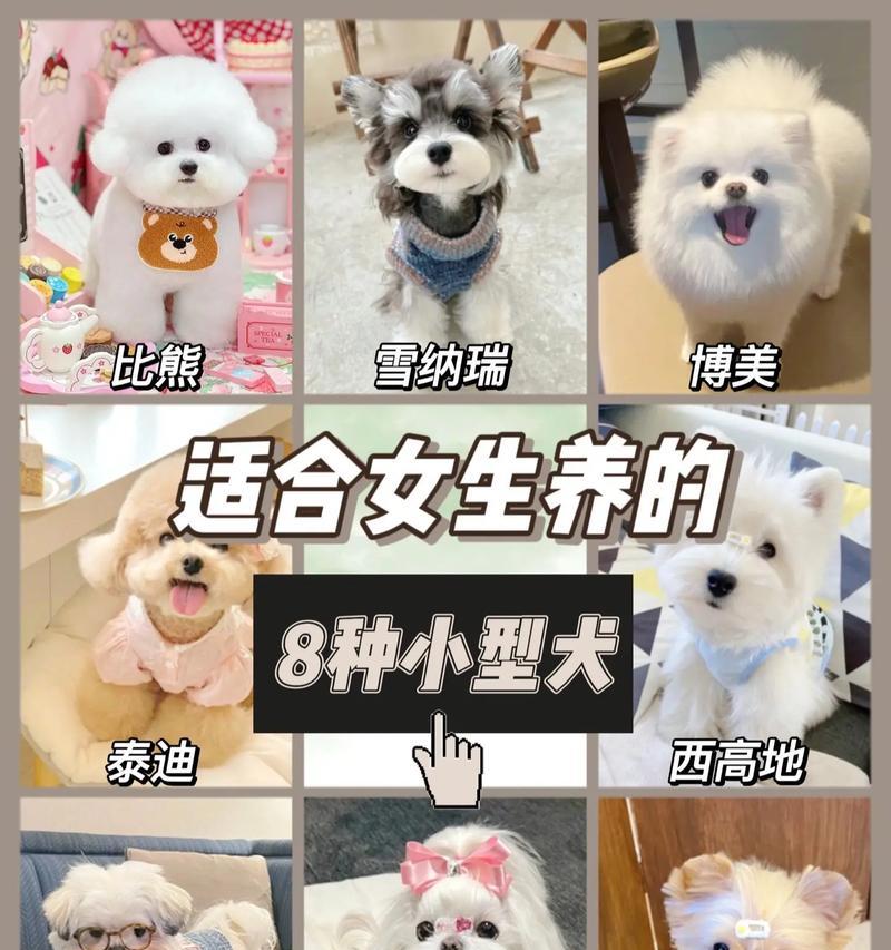 了解不同种类的热门小型犬（选择适合你的理想小型犬）