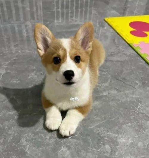 柯基犬（疫苗注射和售价等相关费用及注意事项）