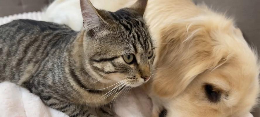 猫咪的理想生存环境及如何提供舒适空间（为您的猫咪创造一个温馨宜居的家）