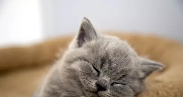 猫咪的体温正常范围及发烧原因解析（揭秘猫咪发烧背后的原因和应对方法）