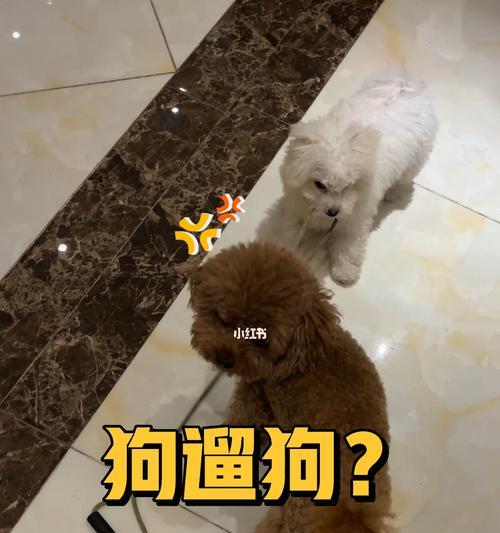 如何正确带狗狗出门遛弯（避免常见的带狗狗出门的错误方式）