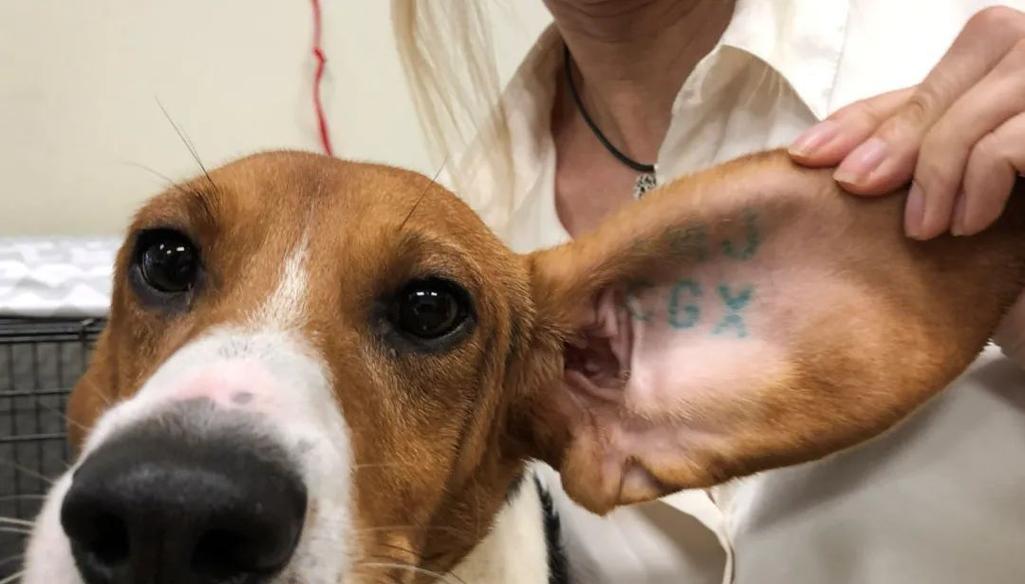 如何正确喂养比格犬（了解比格犬的喂食禁忌与健康饮食习惯）