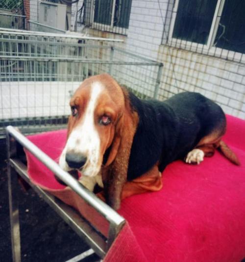 巴吉度猎犬——品质和价格的调查（了解巴吉度猎犬的优势和考虑因素）