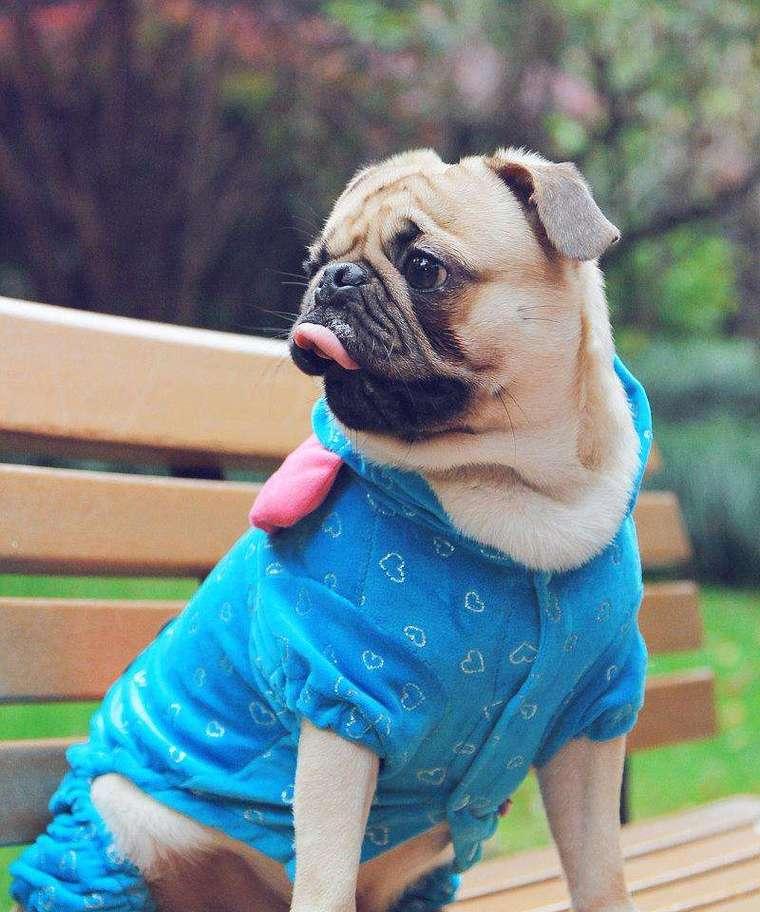 巴哥犬的性格特点与肥胖问题剖析（了解巴哥犬的脾气和判断其体重是否过胖的方法）