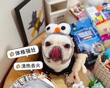 如何正确喂养5个月的法斗？（了解合理的饮食量及养护方式）
