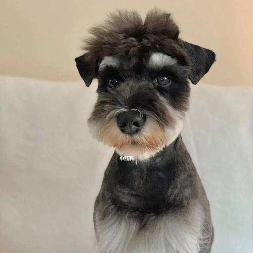 如何养育一条健康聪明的雪纳瑞犬？（喂养和训练雪纳瑞犬的关键技巧）