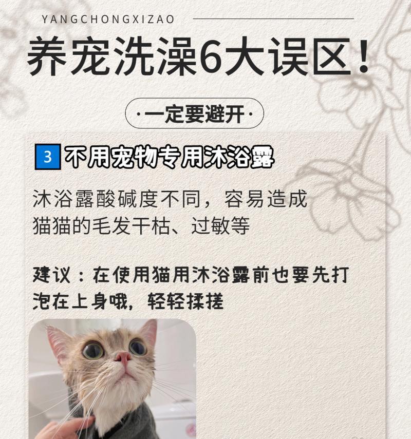 秋天养猫咪的误区（了解养猫咪的误区，给你的爱宠一个健康的秋天）