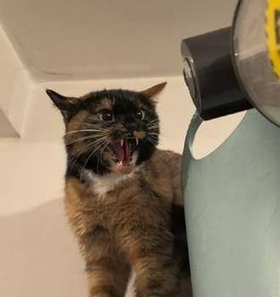 猫咪害怕的事情大揭秘！（揭开猫咪内心深处的恐惧世界）