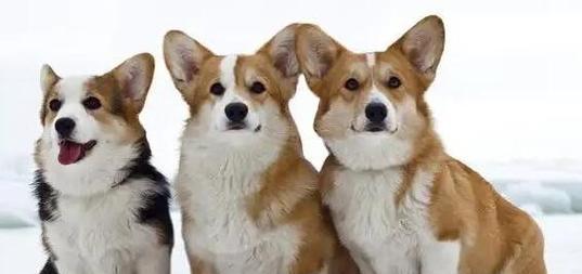了解最受欢迎的6种宠物犬的价格标准（探索市场上最新的犬类价格趋势，让你做出明智的选择）